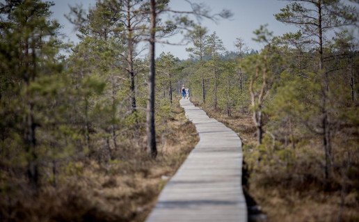21_Mūšos tyrelio pažintinis takas R. Guigos nuotr.jpg